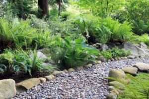 Woodland shade garden path